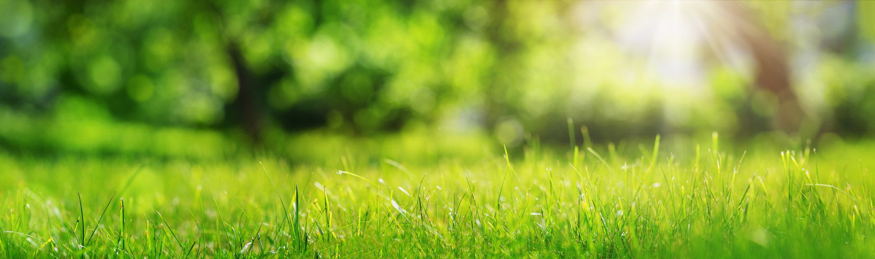 Fresh green grass background in sunny summer day