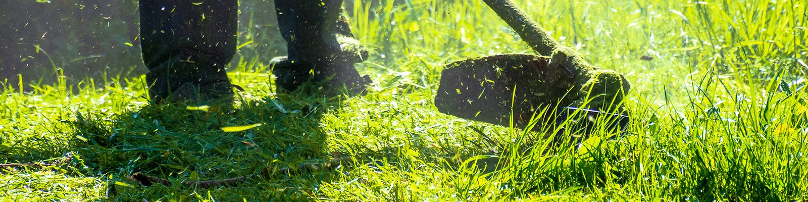 lawn care maintenance. professional grass cutting in the yard