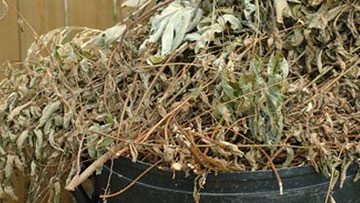 debris